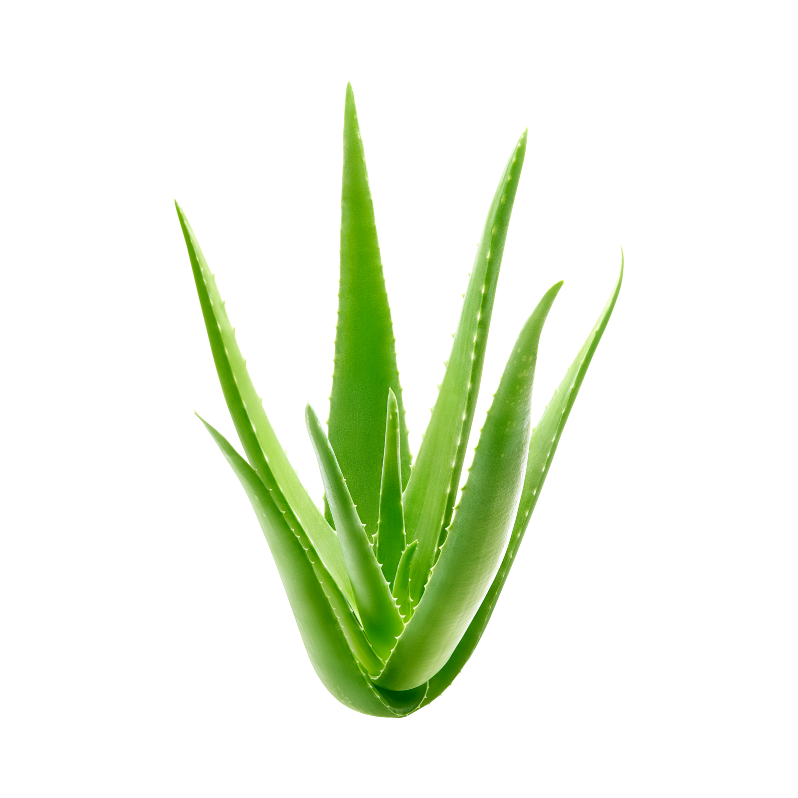 Aloe Vera Leaf - Image 1